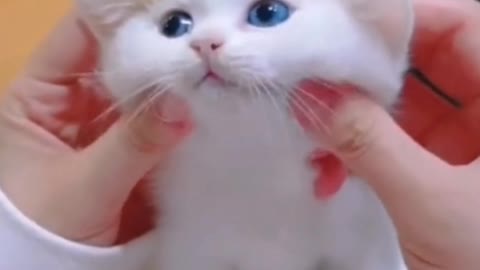 A baby milk cat always smells of milk. It smells good!