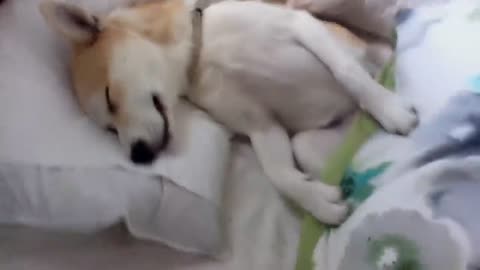 Puppy plays dead to avoid the vet - amazingly convincing!