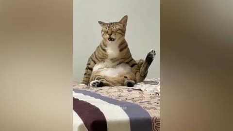 Cute Cats Reacting to Weird Smells