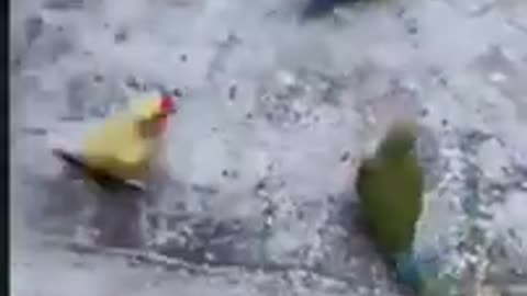 funny bird