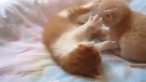Sweet little kittens playing on the bed