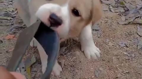 Funny Puppies Video,Cute Baby