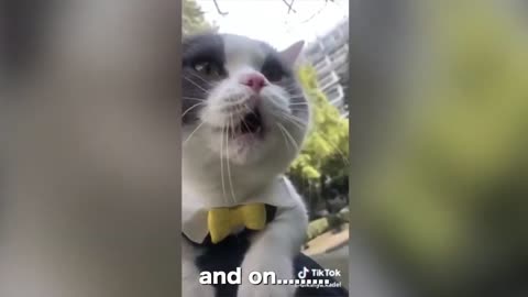 Cats speaking English better than hooman!!
