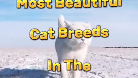 Top 10 Most Beautiful Cat Breeds In The World 😍 | #shorts #beautiful #cat