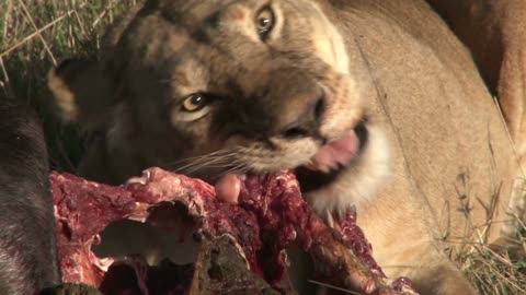Amazing Lions Eating Their Prey - AnimalHero