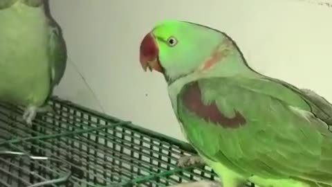 Beautiful parrot video short