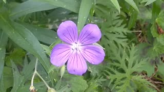 Crane's-bill