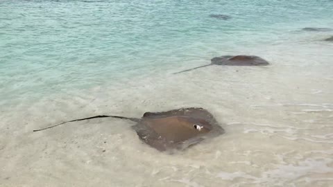 Video of Stingrays On Seashore