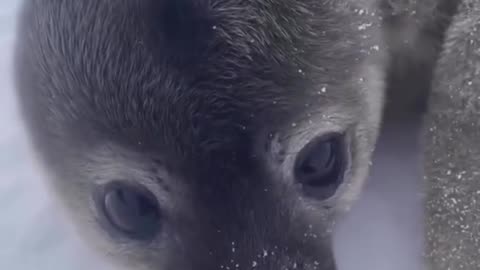 How cute is this seal pup?