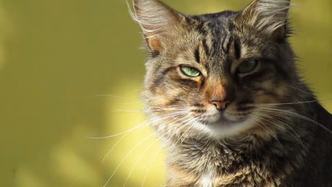 watch this sad, desperate cat