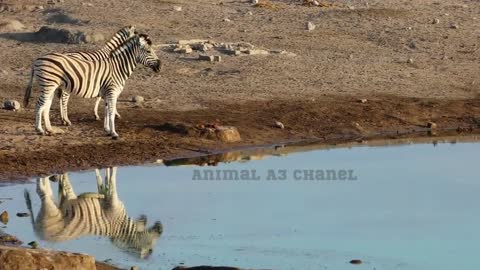 Wild Animals Foraging in the Forest: A Fascinating Look at their Natural Habitat