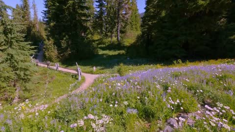 Rainier National Park - Nature Relax Video, Summer Scenery