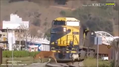 Animals hit by train 🥺🚆| Animals vs train