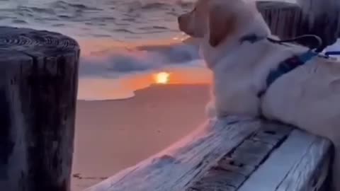 Dog goes on daily morning walk and enjoy sunrise