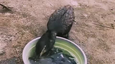 Cormorants eating the whole fish, amazing 👏