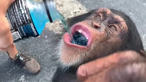 How to monkey drinking 🥛😊#rumble