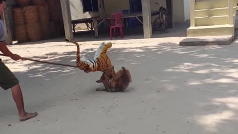 Dog fighting with toy tiger