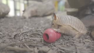 wow a mini armadillo playing 🤣😁🤩