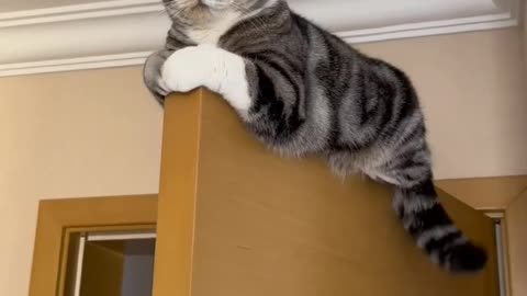 Cat 🐈😺 funny Vibes || Cat 🐈🐈 is on the top of the door