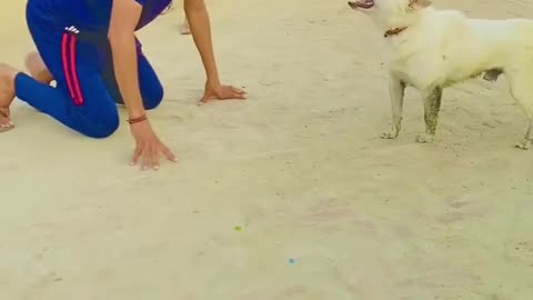 Funny dog prank video