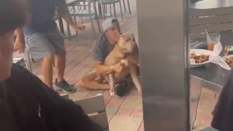 Dog grabs a puppy off of a woman's lap while she is eating lunch 😳