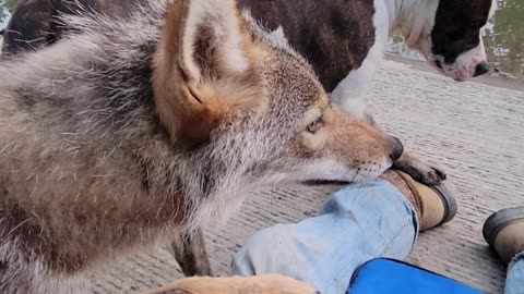 Weave the Coyote Grapples With Stray Dog