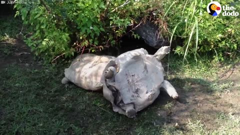 Tortoise Helps His Friend Who Got Turned Over