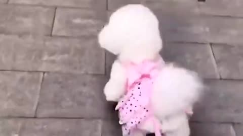 Baby Dogs -Cute and Funny Dog Videos Compilation the latest cute puppies and kittens, viral