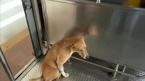 Funny dog video