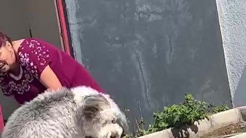 Dog Sitter Caught Bringing Escaped Dog Home