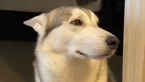 Guilty Husky Tries To Blame Other Dog 🐕🥰