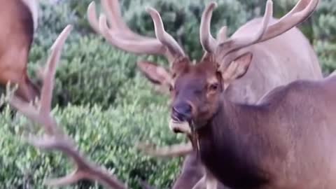 Three wild red deer