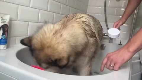 Giant Sulking Dog Hates Bath Time But Baby Helps Him (Cutest Duo EVER!!)-15