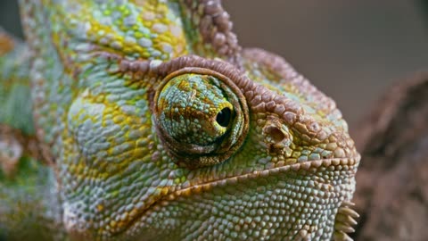 Colourful animal eyes colourful