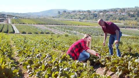 "Father-Daughter Farming: A Day of Harvesting and Bonding on the Farm"