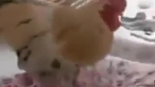 Amazing cock#omg# funny cock#morning alarm #