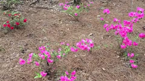 Beautifully planted Azeleas