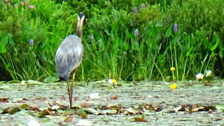 Great Blue Heron