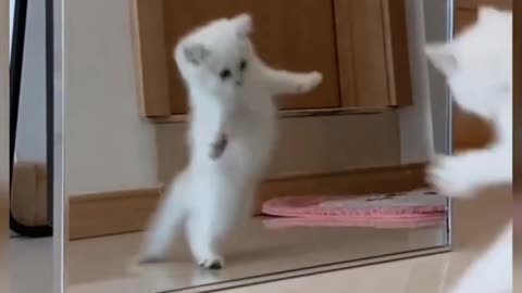Cute kitty dancing