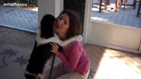 Funny Cute Dogs Love Their Human Owners Compilation