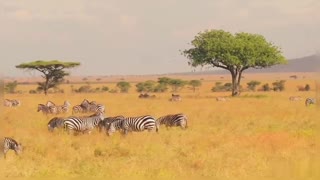 Zebra Wildlife Nature Amazing Video Of Zebra With Relaxing Sound Effect Zebra Video Nature video