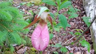 Slipper Orchid