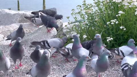 Beautiful garden birds