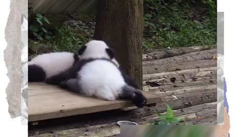 Panda Baby Can't Stop, Super Gymnastic Skill