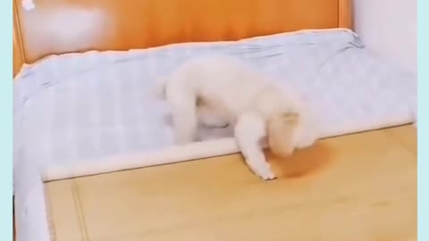 dog says good night friends its so funny and cute😜😂