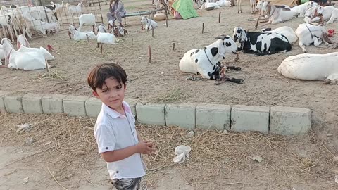 Cattle Markeet in Pakistan sheikhupura