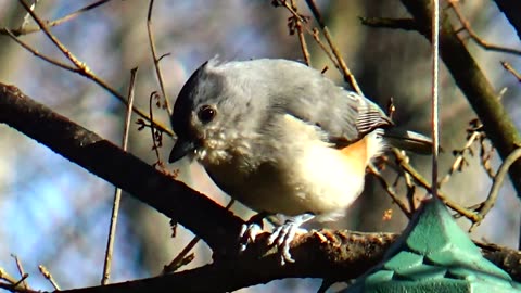 Tufted Titmouse