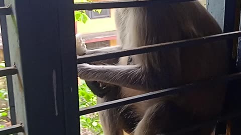 बंदर Ko खाना Khilaya