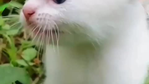 😹😻"Adorable Kitten Meowing for Mom"😻😹