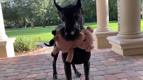 Great Dane won't go outside without stuffed animal